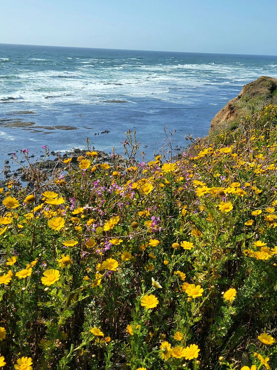coastpac2's tweet image. #nature #NatureBeauty #wildflowers #daisies #spring #Colors #Cliff #ocean #Colors #photo #photography