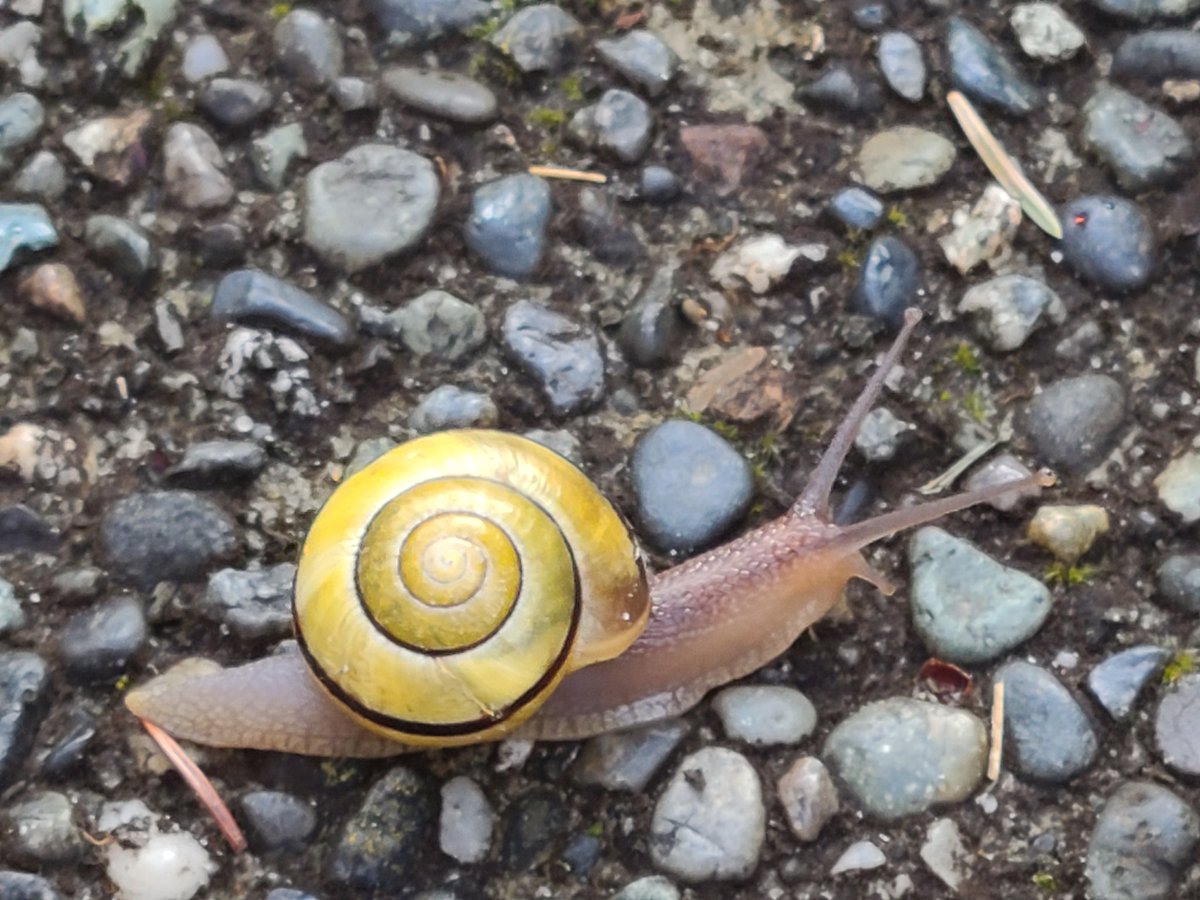 Wild Spirit Traveler tweet media