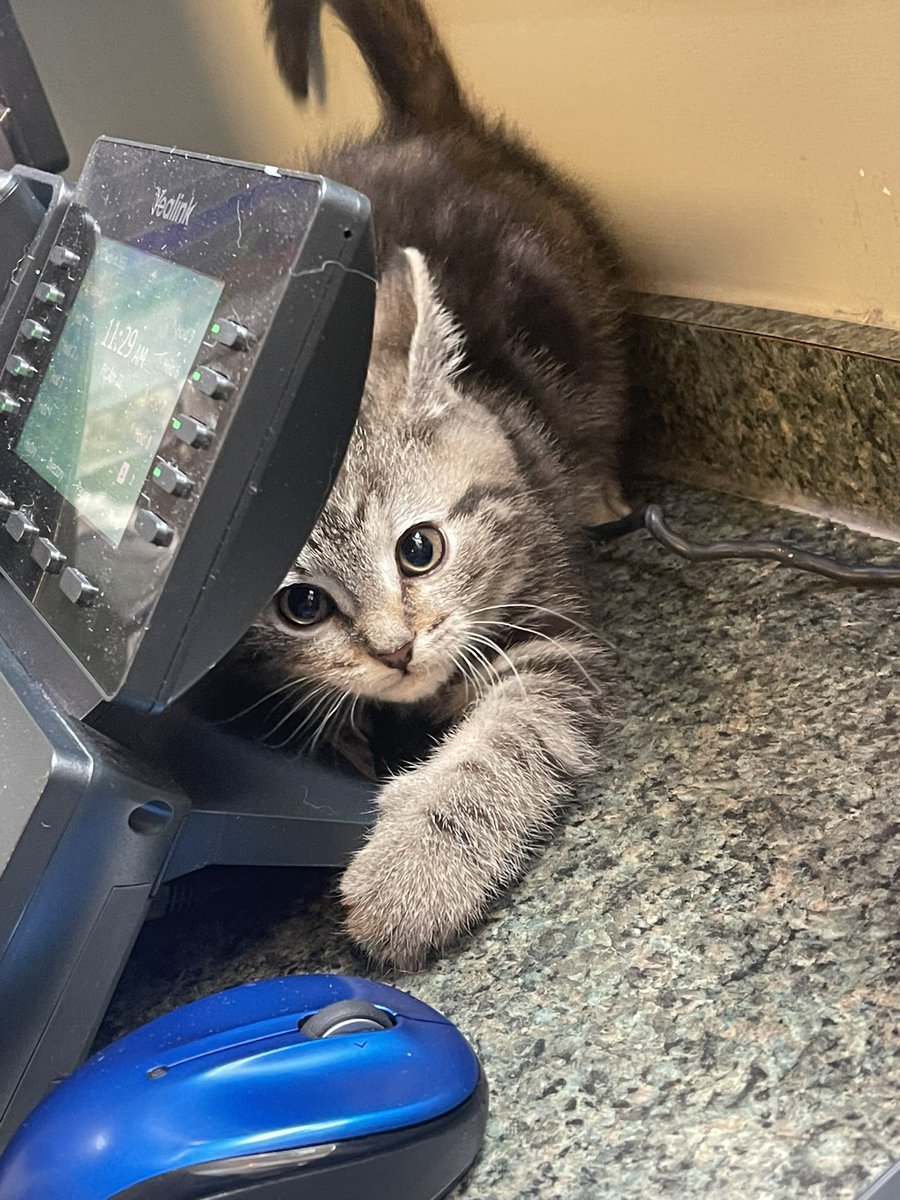 KatieKatWells13's tweet photo. I get attacked if I try to answer the phone. #CatsOfTwitter #VetsOffice https://t.co/ndg9B8FM1G