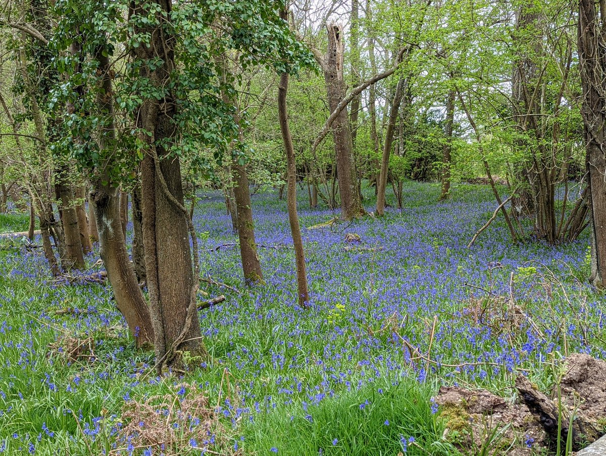 ThomasWharton14's tweet photo. Some post COVID bluebell rejuvenation! https://t.co/CBvpVImzv8