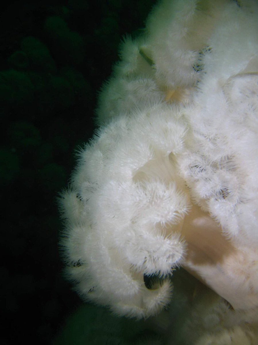 uccsubaqua's tweet photo. Happy Earth Day! 🌱 🤿 

These beautiful pictures of anemones were taken at the Ling Rocks dive site, a series of underwater pinnacles south of Oysterhaven that are between about 23m and 55m deep.

Pictures like these show us the importance of protecting our planet! 🌍😎 https://t.co/T42mRzkWKU