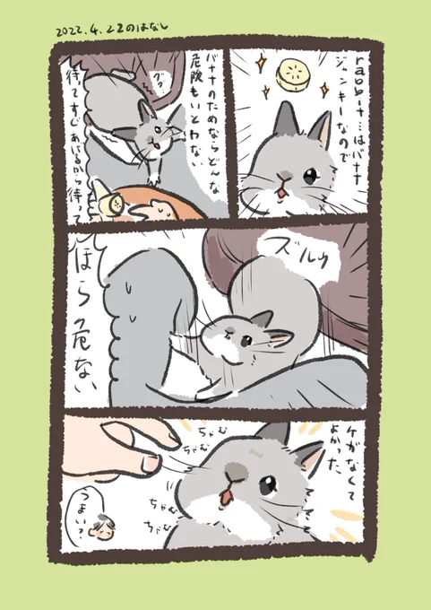 日付け変わって昨日のrabbit…
#うさぎのいる生活 