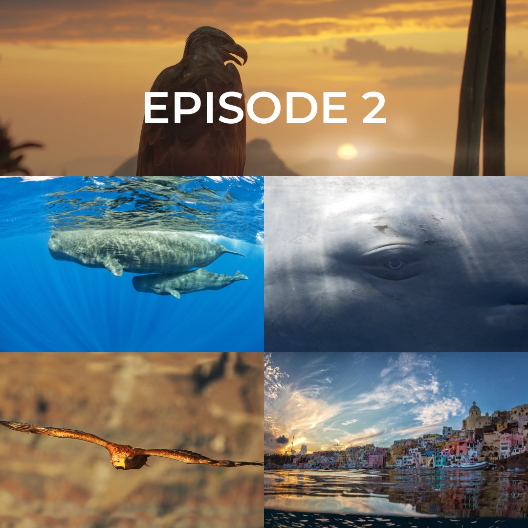 [ZOOM EP2 : Prendre soin du vivant] 💙 Certains animaux accomplissent des prodiges pour s'occuper de leur progéniture. Gros plan sur les cachalots, poulpes, méduses. 🔥 Episode 2 dispo en replay sur france.tv jusqu'au 11 juin : france.tv/france-2/medit…