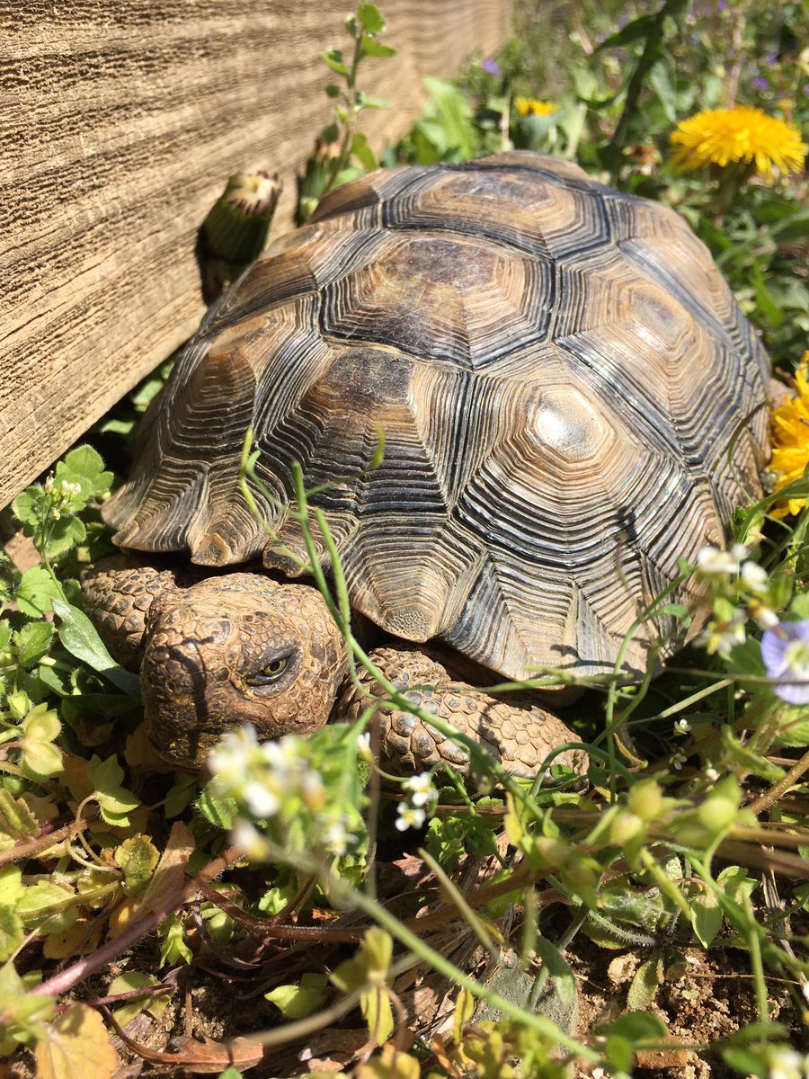 TacoTheTortoise tweet media