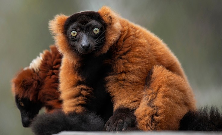 Red Ruffed Lemur looking into the camera with yellow eyes.
