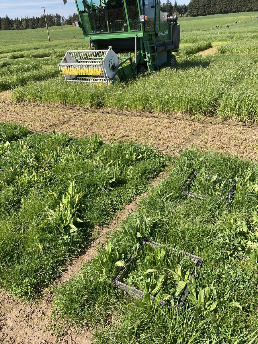 Johnfinn310's tweet photo. Final harvest from our second #LegacyNet field site! Plant diversity in original plots visible on the left,the grass monoculture to measure legacy effect is in centre. As add-on expt, chambers to measure nitrous oxide on the right (Conor Bracken) #multispecies
#TeagascJC https://t.co/xoWy0L3oYs
