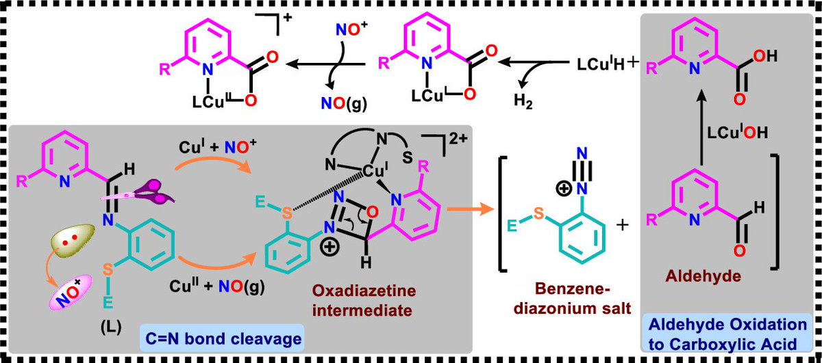 bhkenlo's tweet photo. Reactivity of Nitric Oxide and Nitrosonium Ion with Copper(II/I) Schiff Base Complexes: Mechanistic Aspects of Imine C═N Bond Cleavage and Oxidation of Pyridine-2-aldehyde to Pyridine-2-carboxylic Acid https://t.co/IRAEqwYUhL Patra and co-workers @InorgChem #copper #NO #NOplus https://t.co/tJBpnhs35j