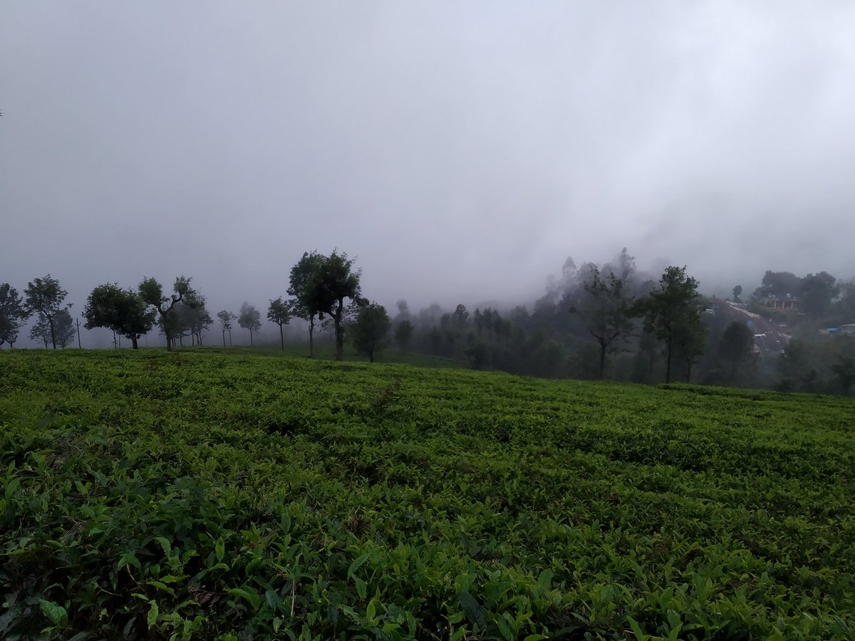 It's #FlashbackFridayz ! Sharing some #walks that i loved @Chalkcheese111 <a href="/Adventuringgal/">Cynthia | Adventuring Woman</a> <a href="/jenny_travels/">Uncharted Traveling</a> <a href="/TravelBugsWorld/">Travel Bugs World ✈️🐞🌎</a> <a href="/lizzie_hubbard2/">Lizzie Hubbard</a> @travelingmkter 
-tulip garden Kashmir
- Kashmir (to of the world😉)
-sunset on rice fields sakaleshpur
-tea plantation conoor