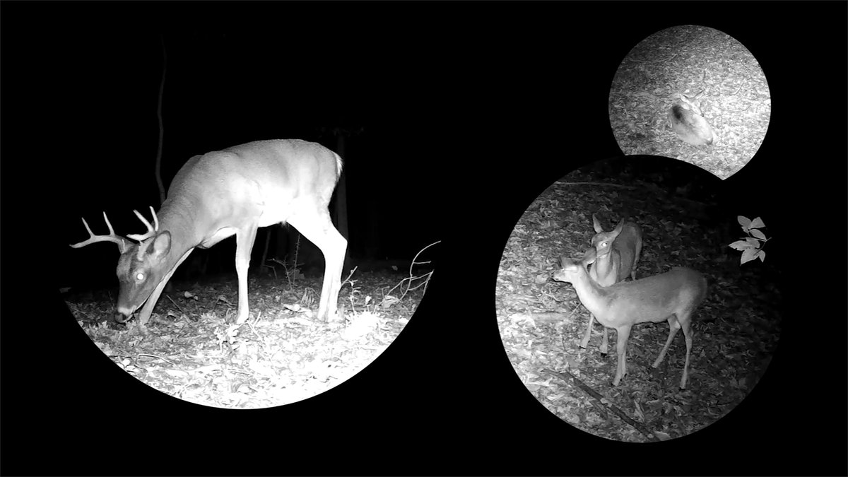 Pleased that my video, Night Life, will be screened in the Beaux-Arts de Paris May 3 and 4 as part of the Rencontres internationales Paris/Berlin.