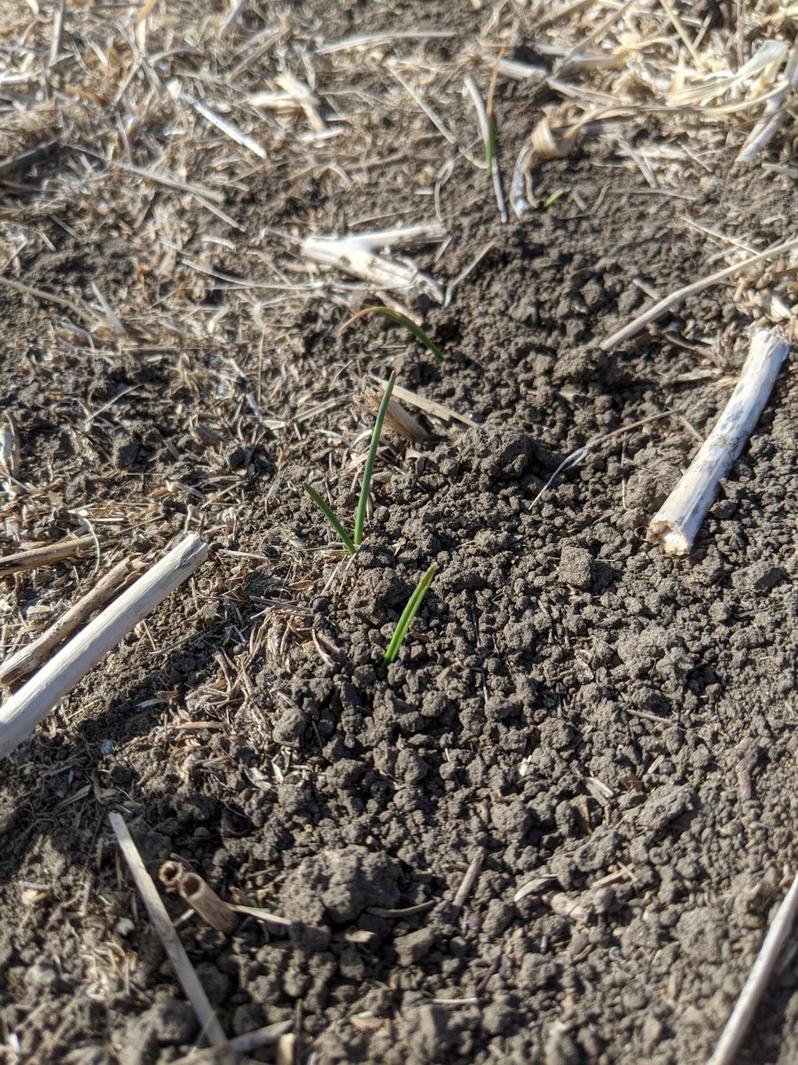 April snow showers brings November seeded durum ☀️ 
<a href="/mikegretz/">Mike Gretz</a> <a href="/Steven63328989/">Steve Simmill</a> <a href="/Agronomydoc/">Brian Beres</a> <a href="/FarmingSmarter/">Farming Smarter</a>