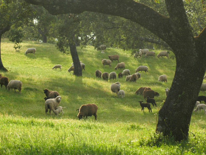 Hieraaetus's tweet photo. You cannot convince me the Spanish Dehesa is not the single most visually appealing ecosystem in Europe. A landscape both beautifully natural and artificial, and simultaneously one in which the ancient lost savannas of Europe seem at times almost reborn. https://t.co/6rwuZi5LwI