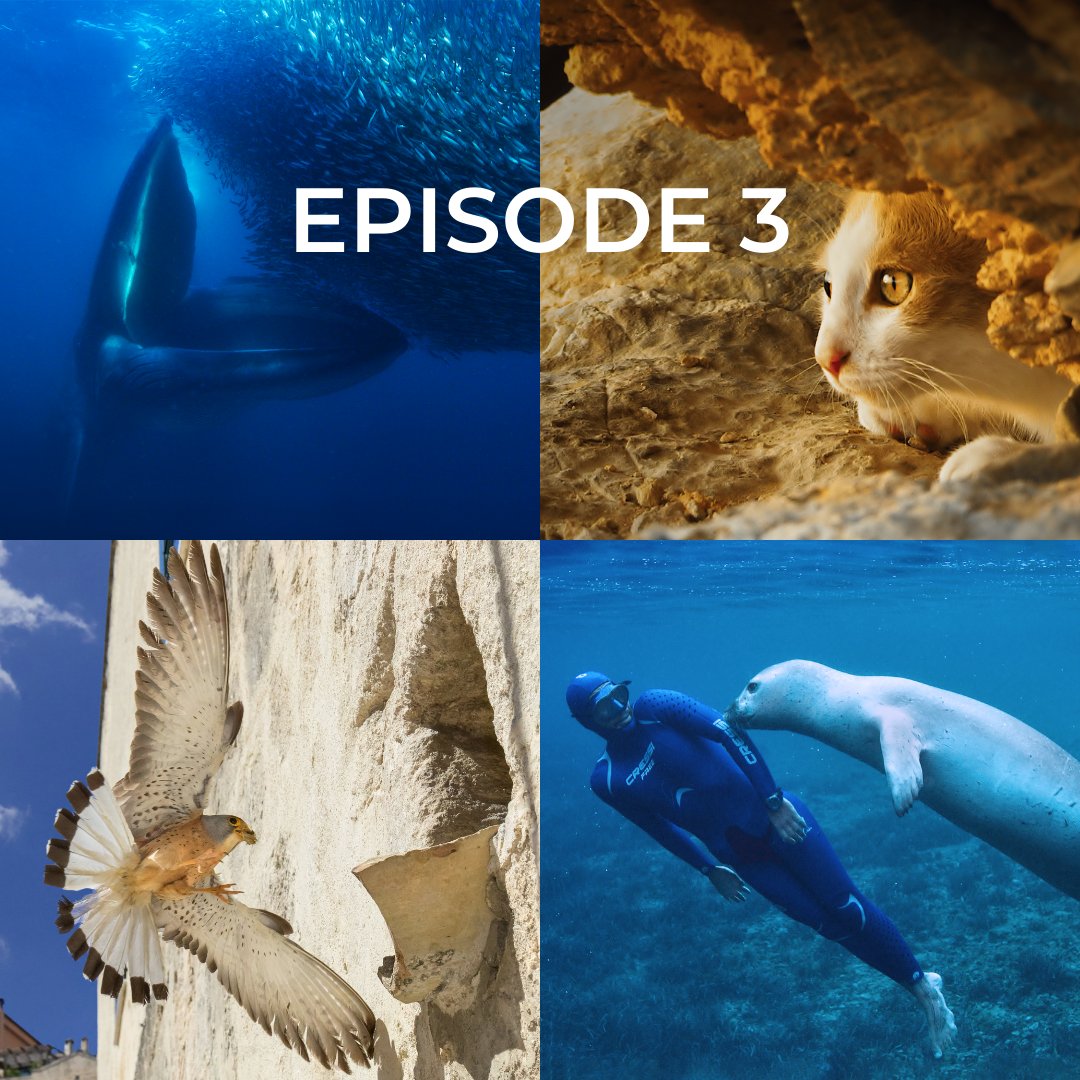 [ZOOM EP3 : Devenir adulte] 🐱 Si la reproduction des espèces qui peuplent la #Méditerranée est l'un des enjeux majeurs qu'il lui faut relever, devenir adulte est un défi. 
🔥 Episode 3 dispo en replay sur <a href="/francetv/">France tv</a> jusqu'au 11 juin : france.tv/france-2/medit…