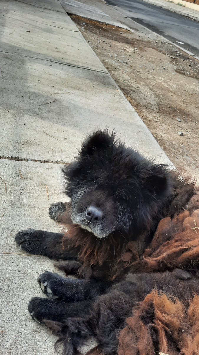 carolinapinoc's tweet photo. Me envían mensaje x este chow-chow viejito abandonado en Pudahuel, existirá x acá alguien q lo pueda cuidar en sus años dorados? https://t.co/QQ7dl7DjR4