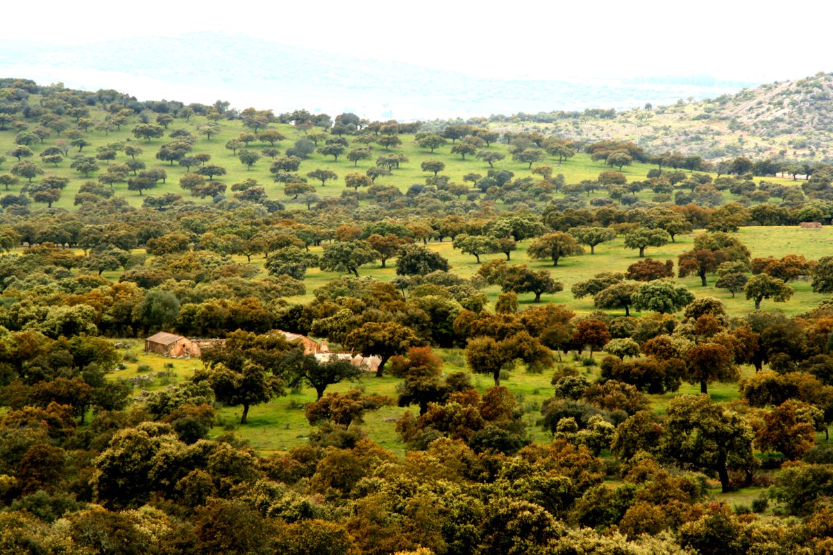 Hieraaetus's tweet photo. You cannot convince me the Spanish Dehesa is not the single most visually appealing ecosystem in Europe. A landscape both beautifully natural and artificial, and simultaneously one in which the ancient lost savannas of Europe seem at times almost reborn. https://t.co/6rwuZi5LwI