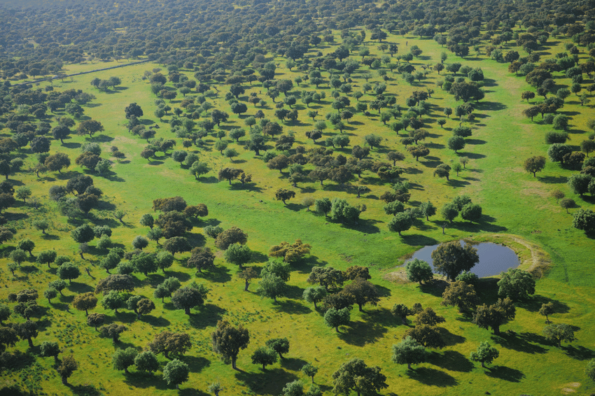 Hieraaetus's tweet photo. You cannot convince me the Spanish Dehesa is not the single most visually appealing ecosystem in Europe. A landscape both beautifully natural and artificial, and simultaneously one in which the ancient lost savannas of Europe seem at times almost reborn. https://t.co/6rwuZi5LwI