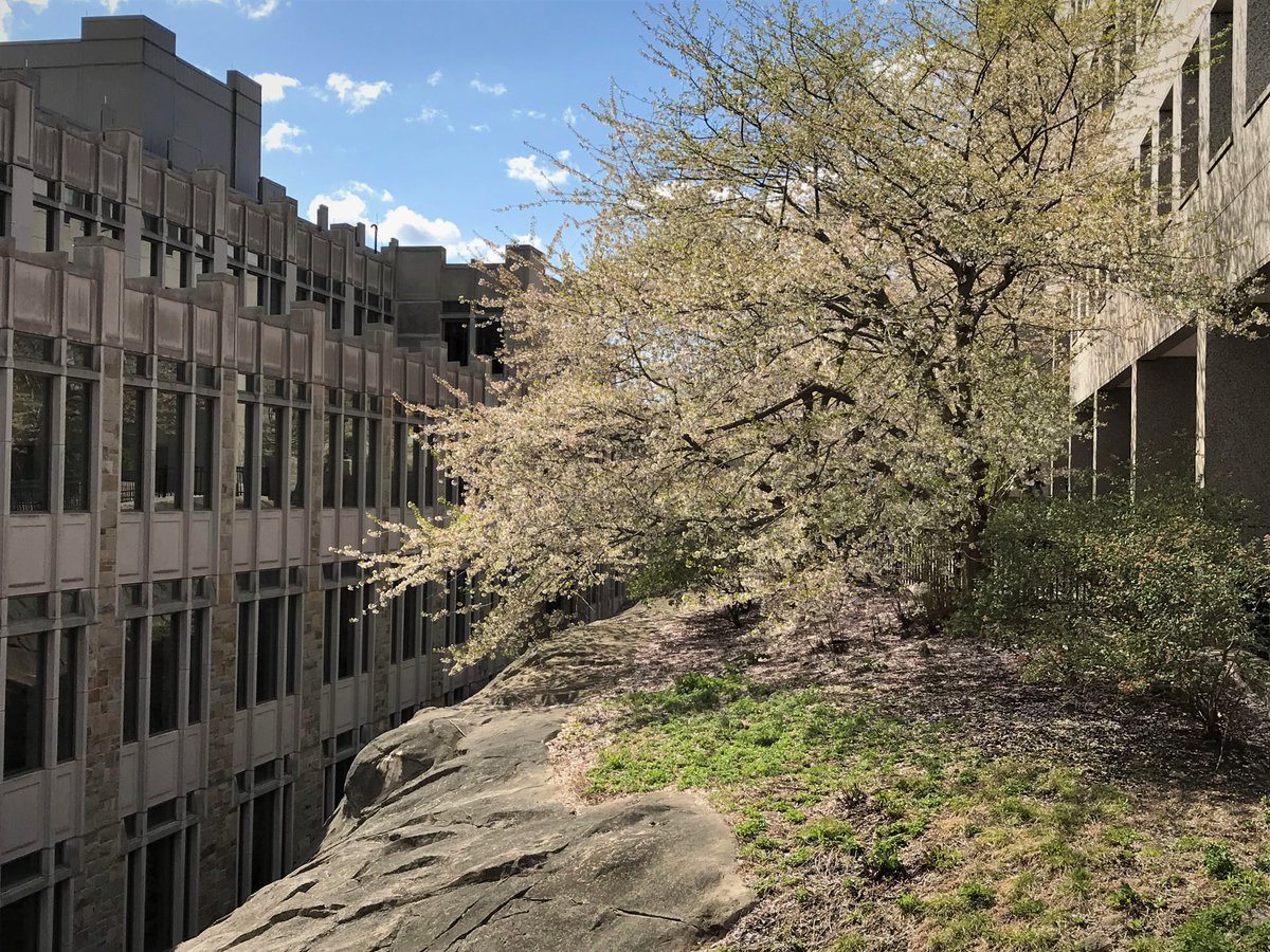 BapstLibrary's tweet photo. Happy Friday, Eagles! This is the view behind O'Neill Library today! https://t.co/qxXD9uLTqI