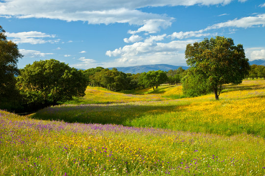 Hieraaetus's tweet photo. You cannot convince me the Spanish Dehesa is not the single most visually appealing ecosystem in Europe. A landscape both beautifully natural and artificial, and simultaneously one in which the ancient lost savannas of Europe seem at times almost reborn. https://t.co/6rwuZi5LwI