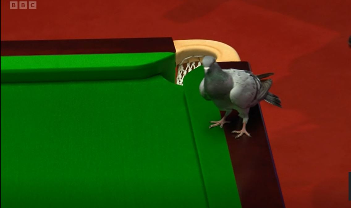 Rob Maul on Twitter "A pigeon, I kid you not, has stopped play at the