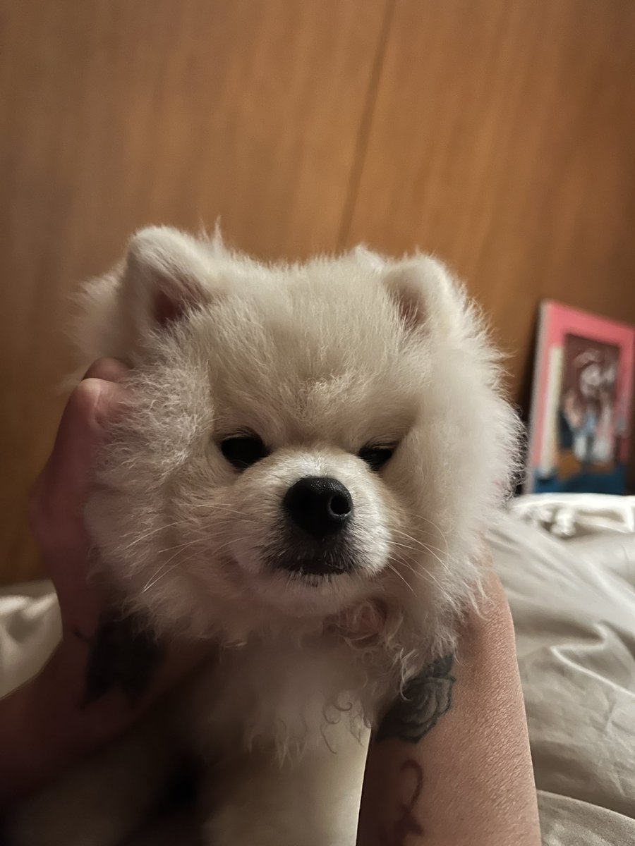 Good night from murphy ✨