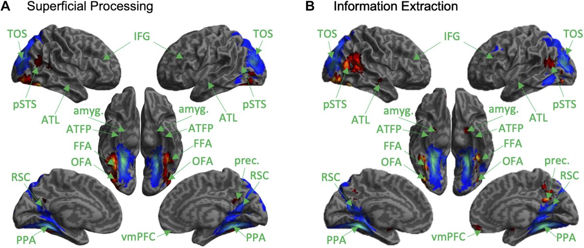 JNeurophysiol's tweet image. #Image of the week - Fig 2 -&quot;fMRI response to automatic and purposeful familiar-face processing in perceptual and nonperceptual cortical regions&quot;
Silvia Ubaldi and Scott L. Fairhall
#Corticalnetworks #Faceperception #Neuroscience
@UniTrento
ow.ly/xH1y50IFjY7