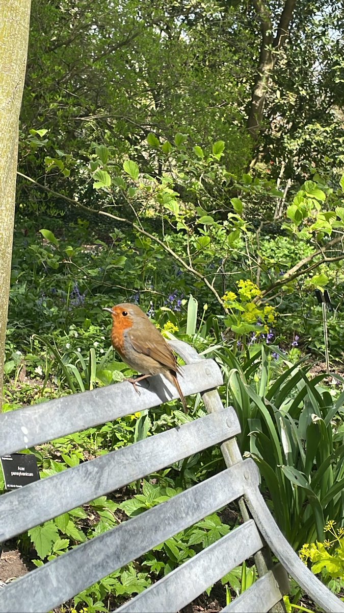 Beautiful walk at Wisley today and met a little friend <a href="/RHSWisley/">RHS Garden Wisley</a> #robin