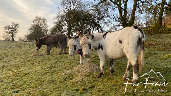 FarFromBrecon's tweet photo. Early morning grazing ππ³
#farfrom #holidayretreat #rescueanimals #animalsanctuary #breconbeacons https://t.co/IeObHP03Wh
