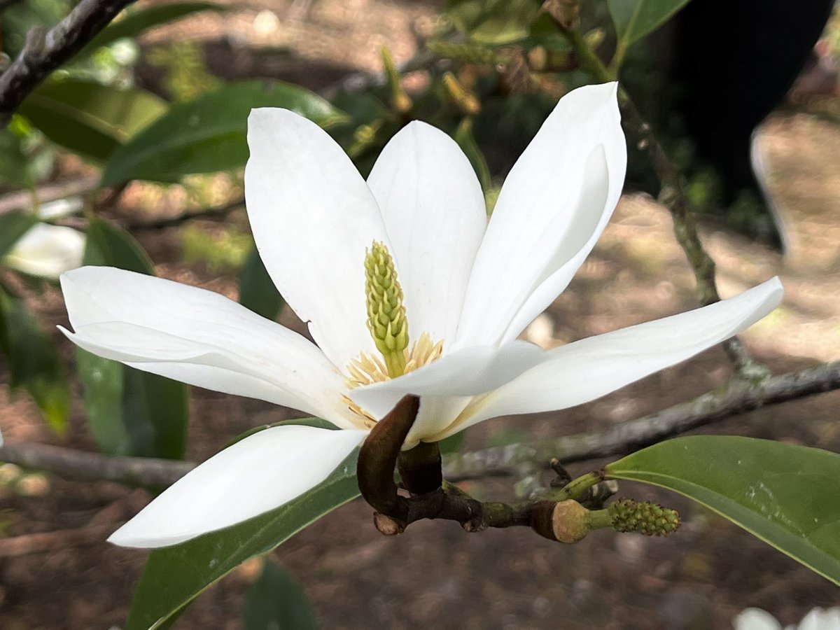 Magnolia White Fairy