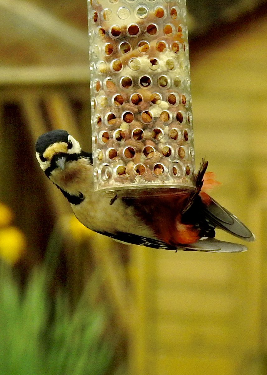 AledHall's tweet photo. Ymwelwyr y dydd…wedi bod yn fishi ‘ma heddi…#Cnocellycoed #Delorycnau #Robingoch #Drudwy
Today’s visitors…been busy here #Woodpecker #Nuthatch #Robin #Starling
@StormHour @ThePhotoHour @RSPBCymru
#NatureBeauty #birdphotography #wildlifephotography
#TwitterNatureCommunity https://t.co/hWdRyAwlV8