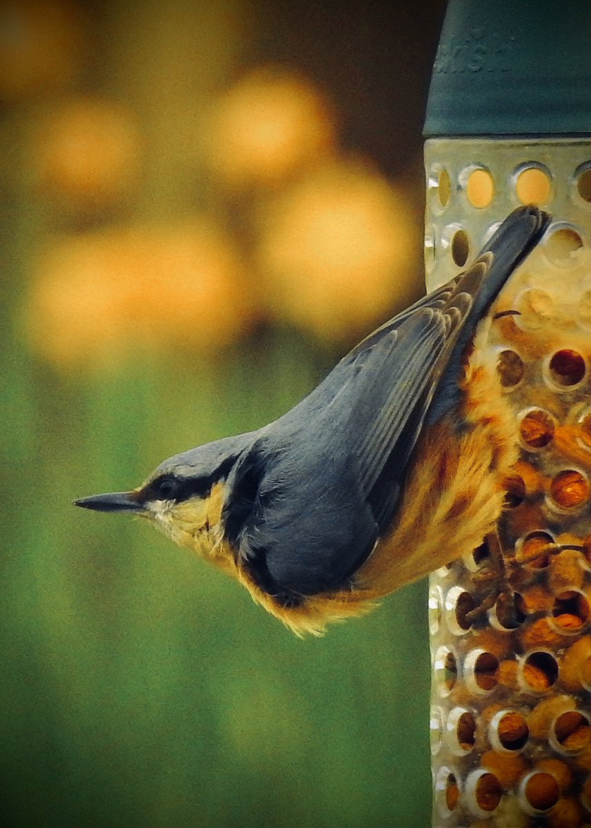 AledHall's tweet photo. Ymwelwyr y dydd…wedi bod yn fishi ‘ma heddi…#Cnocellycoed #Delorycnau #Robingoch #Drudwy
Today’s visitors…been busy here #Woodpecker #Nuthatch #Robin #Starling
@StormHour @ThePhotoHour @RSPBCymru
#NatureBeauty #birdphotography #wildlifephotography
#TwitterNatureCommunity https://t.co/hWdRyAwlV8