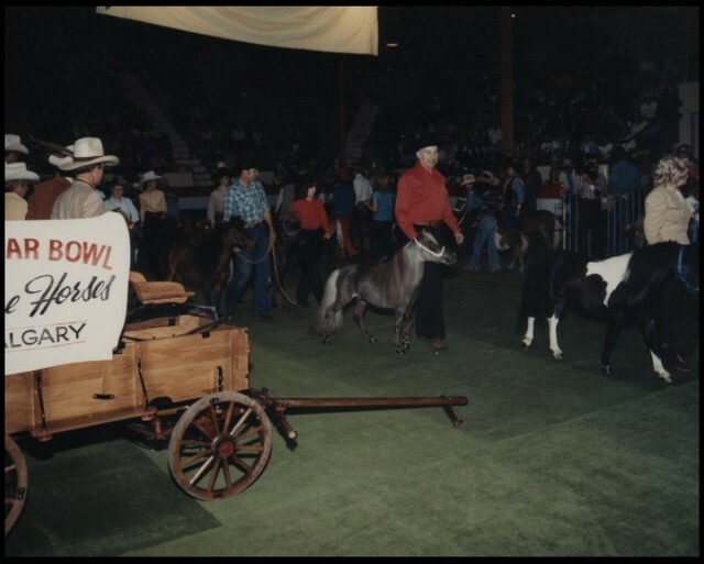 Miniature horses in the show ring (CU130750). Courtesy of Collection, Libraries and Cultural Resources Digital Collections, University of Calgary instagr.am/p/CcqMTfghI38/