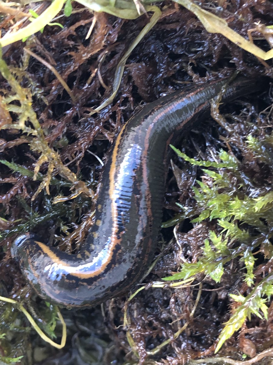 annefreshwater's tweet photo. The lone #MedicinalLeech found recently in #Cumbria has now gone it its new home at Askham Bryan Wildlife Park @ABCWildPark, Leechy is now acclimatising to new surroundings. I'll be back in Cumbria in May to find more friends to join the collection! https://t.co/Jycx52IeE3