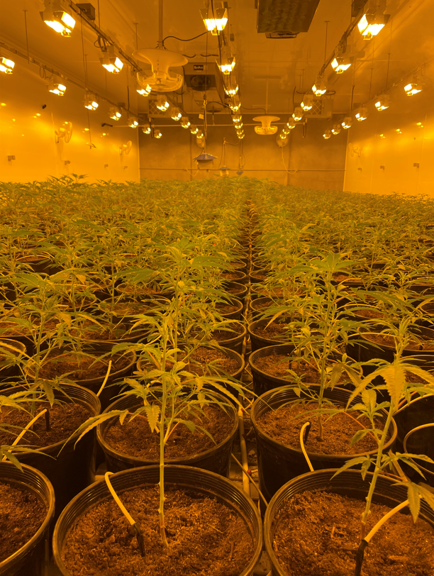 The start of a premium experience. These young plants are getting all the TLC needed for them to grow and prosper individually! This is your friendly reminder: when looking out for your Peers, don't forget to look out for you too ☀️