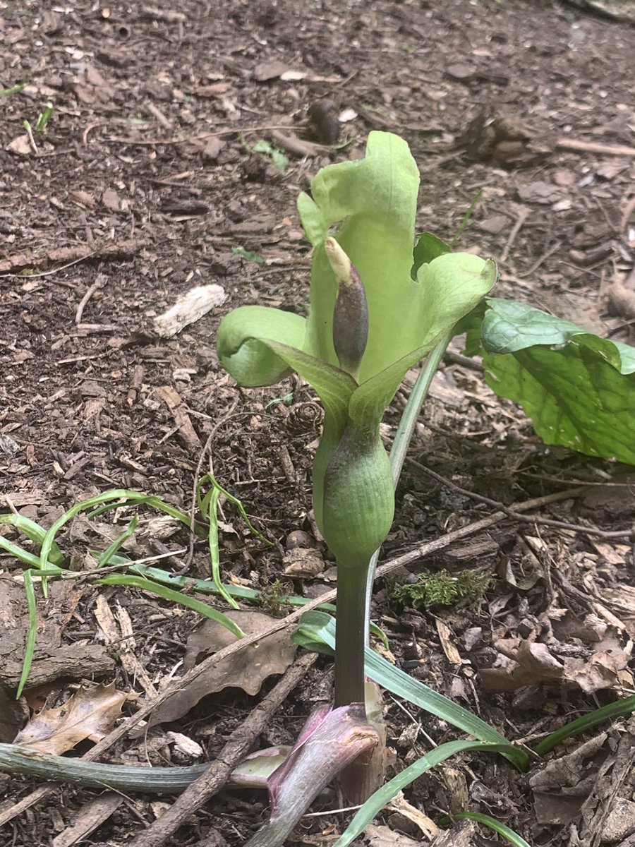 Hillgrove_wr9's tweet photo. Lots of cuckoo pint popping up. Looks like it’s from another planet. Only issue is it’s toxic. #hillgrove #cuckoopint #toxicnature https://t.co/UkhspmXTyI