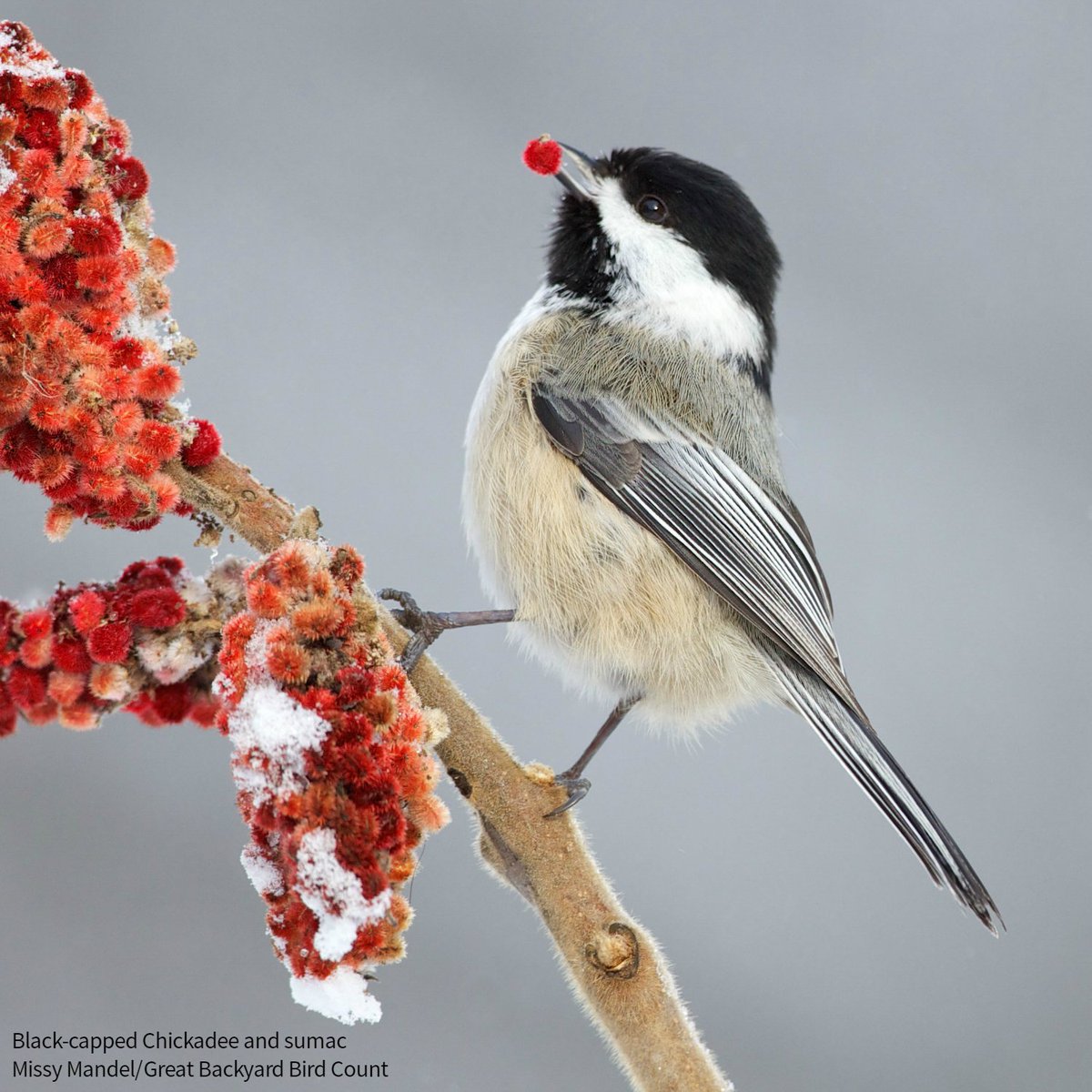 Audubon New York tweet media