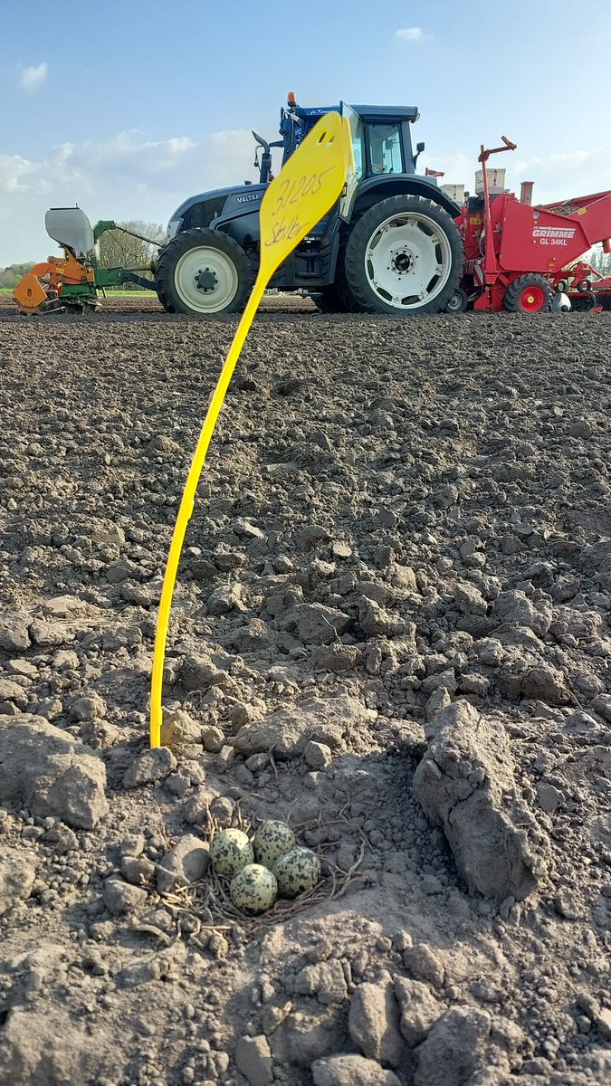 knuiversm's tweet photo. Kievitsnest gespot tijdens poten zetmeelaardappelen @Avebe_group. Even stokje erbij zodat het nest niet overpoot wordt. https://t.co/L5zdehwBDw