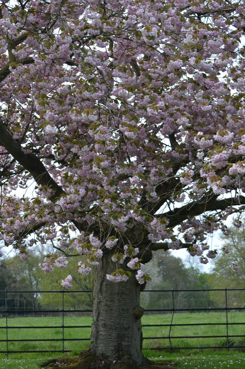1princessemma's tweet photo. #BlossomWatch beautiful blossoms at Gunby Hall, Spilsby taken by Seth Parker age 11 https://t.co/ak7N1DthID