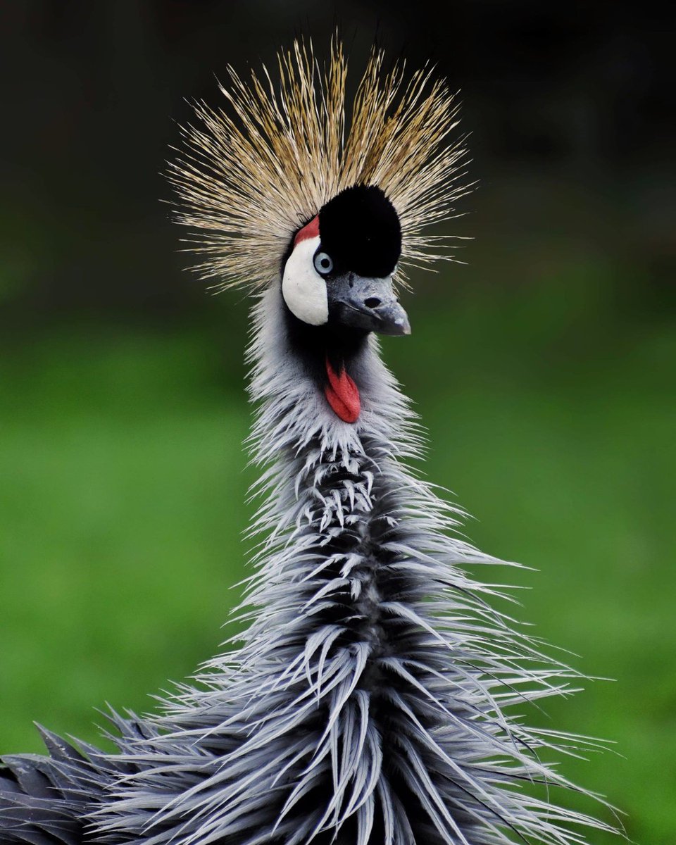 This #EarthDay, we are giving some extra love and attention to some of Birdworld's most threatened species! 🌎

Book your ticket to Birdworld this weekend and discover some of the most threatened bird species in the world:   
ow.ly/2ibk50IQ6kS