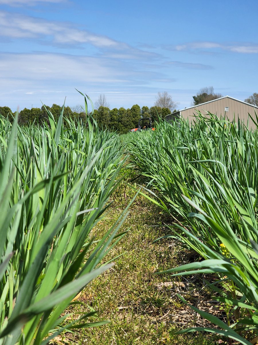 It is about that time! Precision Planted Cereal Rye!

<a href="/CoverCropDr/">Shalamar Armstrong</a> <a href="/DrRichardRoth/">Richard Roth, PhD</a> <a href="/IllinoisNrec/">Illinois NREC</a> <a href="/CoverCropsMCCC/">Midwest Cover Crops Council</a> <a href="/JBoyerDPAC/">Jeff Boyer</a> <a href="/PurdueCorn/">Dan Quinn</a> <a href="/CCSI_IN/">CCSI</a> <a href="/PurdueAgronomy/">Purdue Agronomy</a> <a href="/AgScienceGuy/">Corey Lacey</a>