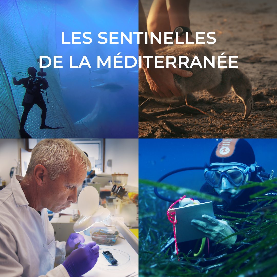 [SCIENCE-OF] La science peut-elle venir au secours de la Méditerranée ? Un épisode qui donne la parole aux scientifiques &amp; acteurs de la #Méditerranée comme <a href="/UfMSecretariat/">Union for the Mediterranean</a> , <a href="/WWFFrance/">WWF France 🐼</a> 
Replay disponible sur <a href="/france_tv/">Eurostream.tv</a> jusqu'au 11 juin : france.tv/france-2/medit…
@elena_sender