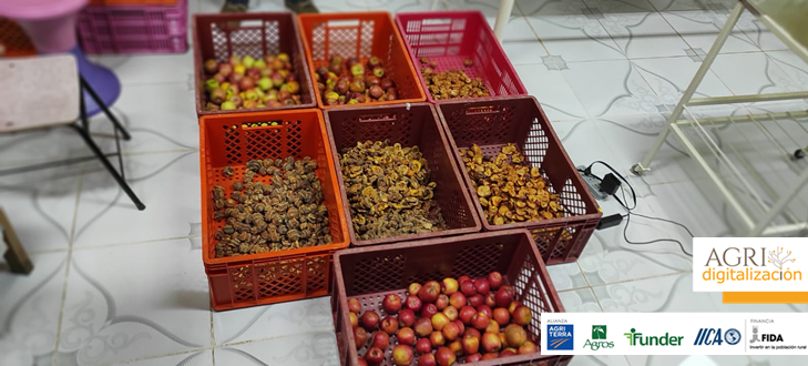 AgriterraLAC's tweet photo. Bolivia: Tocó el turno de las #OrganizacionesdeProductore/as de los Cintis #Chuquisaca #AFRUPAC #AIPEMAC y #QuirpiniGrande #FortalecimientodeCapacidades en #BPM en #TranformacióndeFrutas 🍑🍎 #AgregandoValor a la producción primaria de los productores/as 🧑🌾👩🌾#AGRIdigitalización https://t.co/m6orJZ41gW