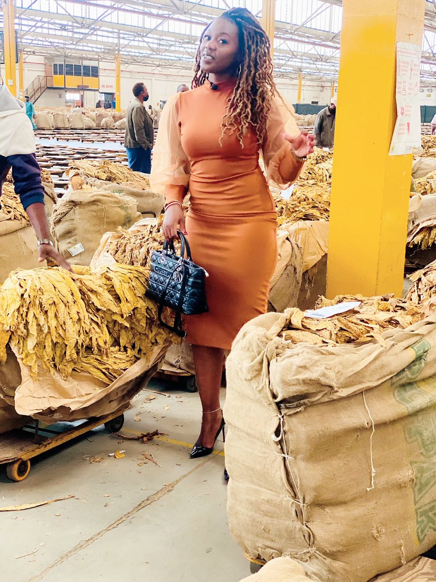 agribusiness110's tweet image. Generally this year tobacco is paying more as compared to last year . Out and about today in Harare at the Tobacco Sales Floors . We had an opportunity to interact with the CEO of ⁦@timb_zw⁩ Mr ⁦@Meanwellgudu1⁩ .