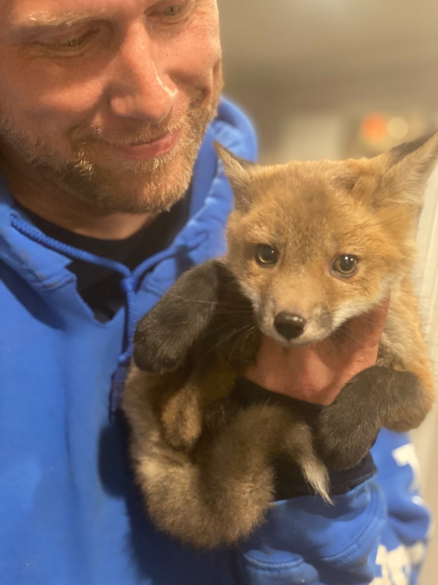 aTrapPro1's tweet photo. 3 young fox kit removed from a home in Millersville, MD and transported to a local rehabilitation facility in hopes for a healthy future!

#fox #kit #animalremoval #millersvillemd

https://t.co/6fy0AGGyNv https://t.co/6KuIamezyB