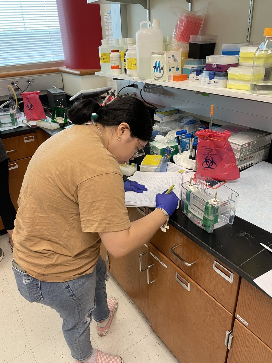 bmfphd's tweet photo. Finishing the semester strong with a final round of western blots. 💪🏼🥼🧫 #UIWPride #UIWFordLab #UIWBiology #undergradresearch #proteinwork https://t.co/gSvqWtuQuG