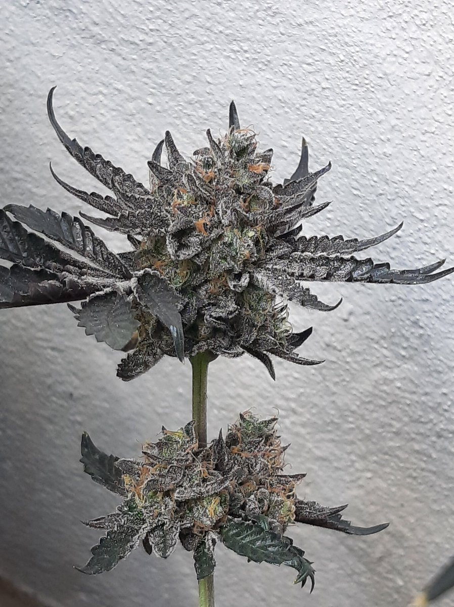 My best guess is this #Irvine_MotherOfDragons from @irvineseedco is mid week 8

What do y'all typically let them go?

@irvineseedco @BreederJ @doughofferman @chefdc710 @HerbToking @HerosHomegrow @BreederJ #irvineseeds #irvinearmy #mmberville #daamnnation #iriearmy #dgc