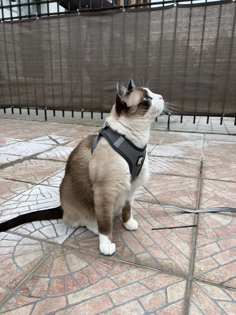 You can now call me #RockyOutdoorCat! #CatsOfTwitter