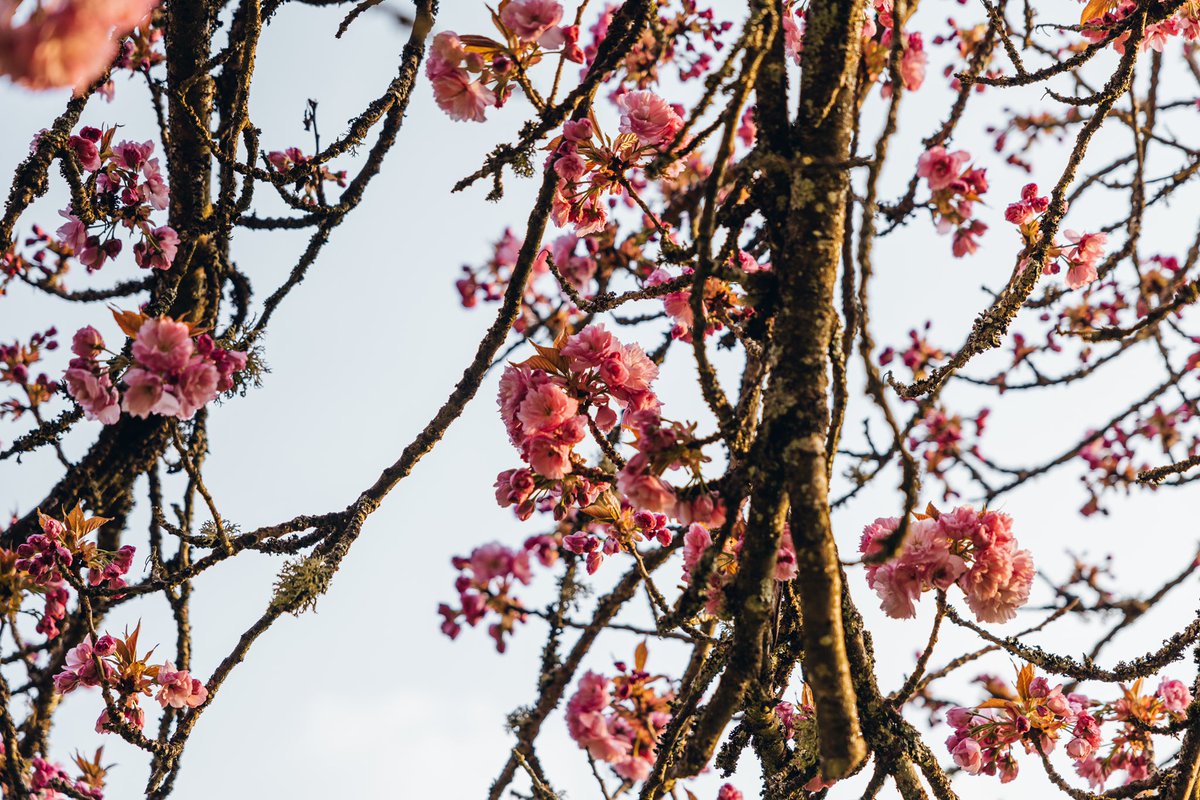 Bonne soirée Twitter ✌🏻

🌸 Les cerisiers en fleurs de Luxeuil-les-Bains, Vosges du Sud