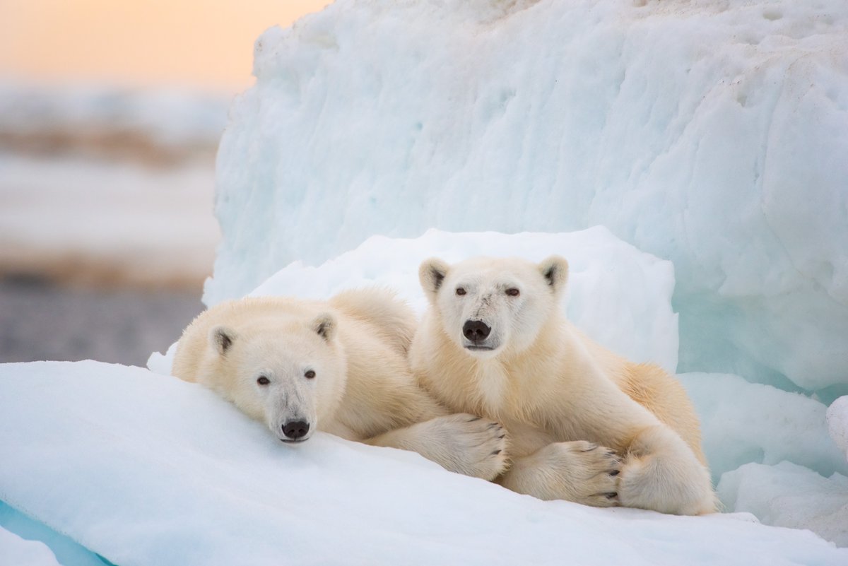 The Walt Disney Company (@waltdisneyco) on Twitter photo Celebrate Earth Day with the release of <a href="/Disneynature/">Disneynature</a>'s #PolarBear and discover how the Disney Conservation Fund is supporting these magnificent creatures: bit.ly/3OwltxT Celebrate Earth Day with the release of <a href="/Disneynature/">Disneynature</a>'s #PolarBear and discover how the Disney Conservation Fund is supporting these magnificent creatures: bit.ly/3OwltxT