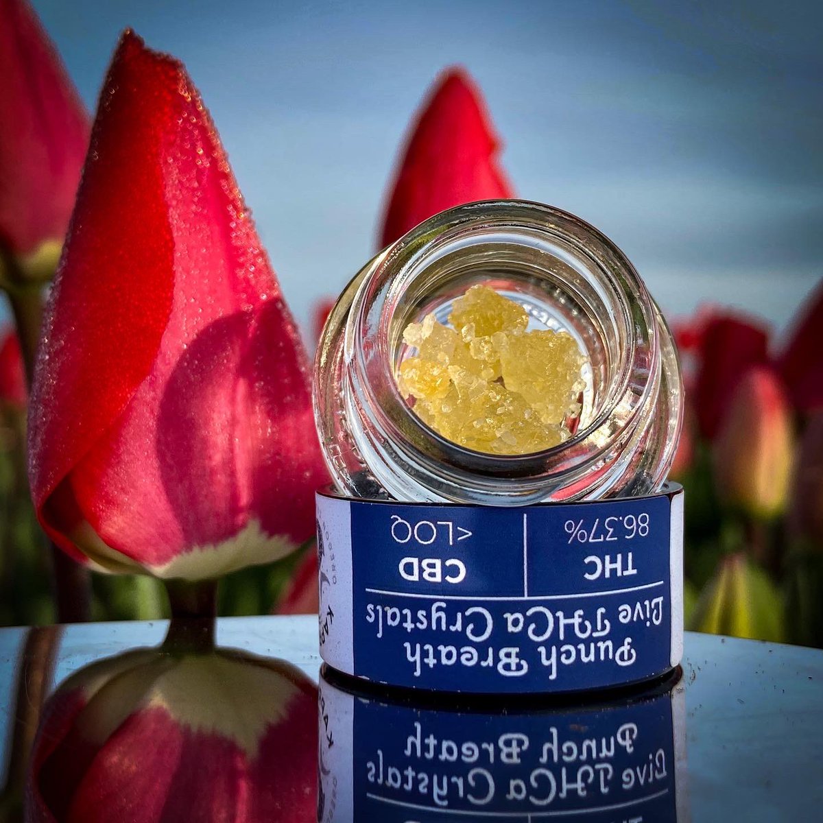 Artifact Extracts tweet media