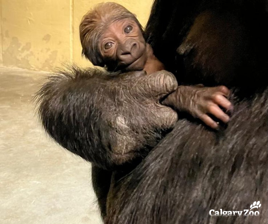 calgaryzoo's tweet photo. #YYCGorillaBaby Update!🦍At just 2 days old, this wee one is nursing &amp; keeping a strong grip on mom. First-time western lowland gorilla mom, Dossi, is being very attentive. Dossi's caregivers are giving Dossi extra ‘TLC’ including tea &amp; fruit infused water to keep her hydrated. https://t.co/PlPUMq0SCg