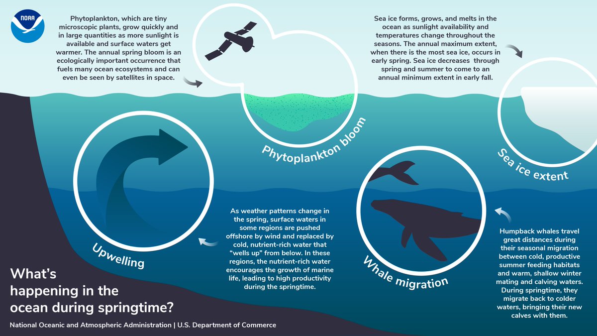 NOAAeducation's tweet image. It’s time to #SpringIntoScience with another new graphic! How can you tell if spring has sprung in the sea? This graphic explains some of the seasonal changes that take place as ocean waters warm and days grow longer. Check it out now! #EarthMonthNOAA noaa.gov/education/spri…